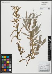 Foto von Salix alba L.
